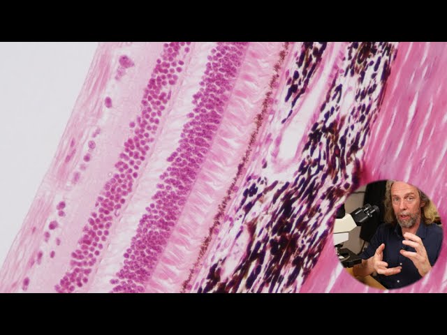 Histology of the Retina
