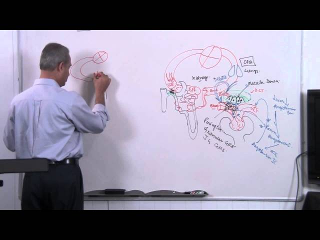 Renal Hemodynamics - Lecture 8