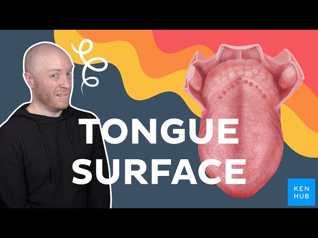 Surface Anatomy of the Tongue