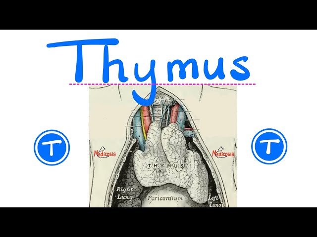 Thymus Gland - Embryology, Anatomy, Physiology, Pathology, Immunology and Lymphocytes
