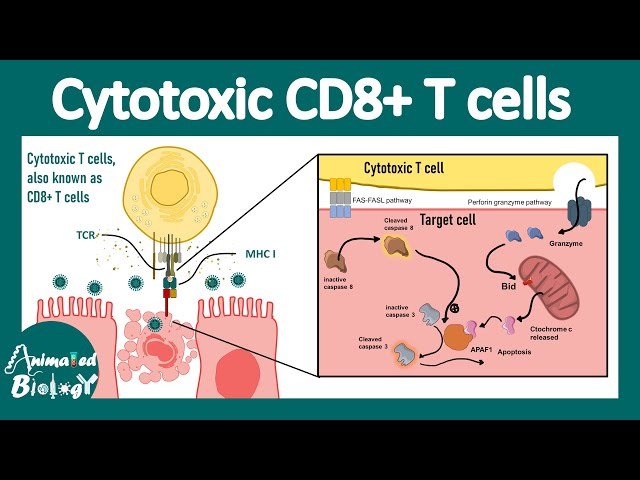 Cytotoxic CD8+ T Cells - Function, Activation, and Role in Immune Response