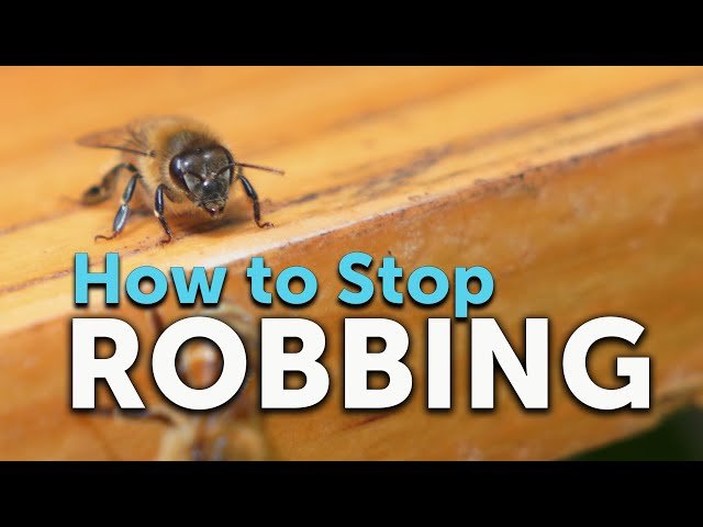 How to Stop Robbing - Why Beehives Get Robbed and How to Prevent It
