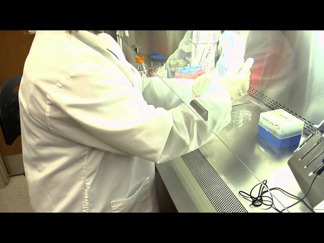 Cell Culture Basics