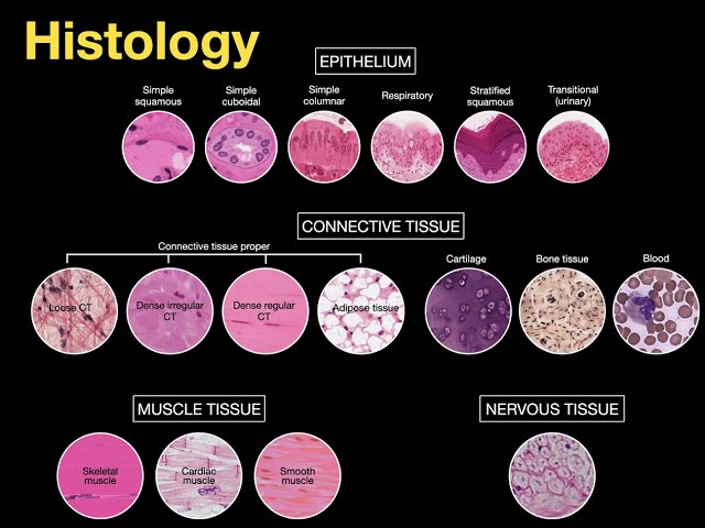 Connective Tissue Types Chart Connective Tissue Types Chart