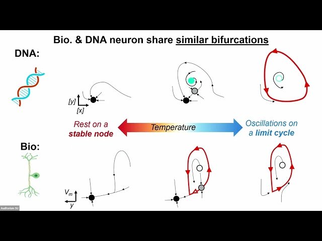 Neural Coding of Temperature with a DNA Based Spiking Chemical Neuron