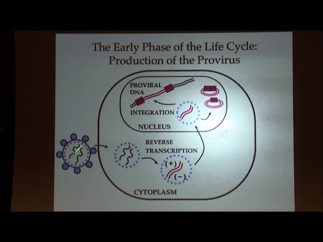 Retroviruses - Replication and Consequences for Evolution of Their Hosts - Steve Goff