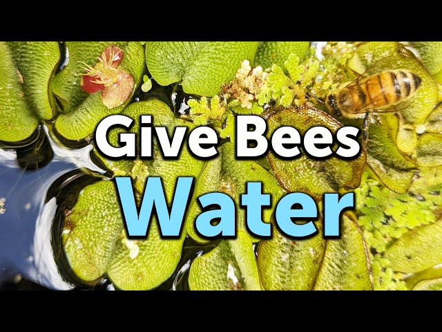 How to Make a Water Source for Bees in 3 Steps