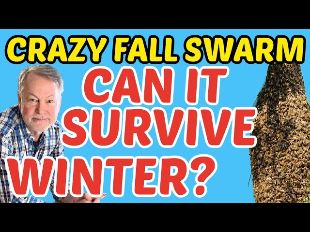 Beekeeping - Can This Fall Swarm Make It Through Winter