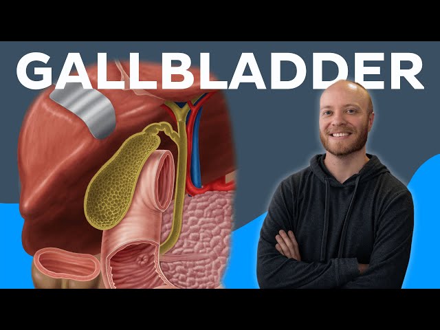 Gallbladder - Definition, Function and Location - Human Anatomy