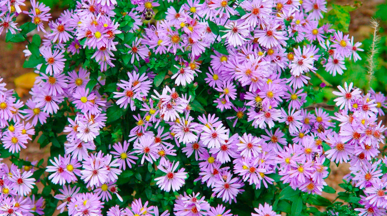 Native Plants for Difficult Sites (Live Online)
