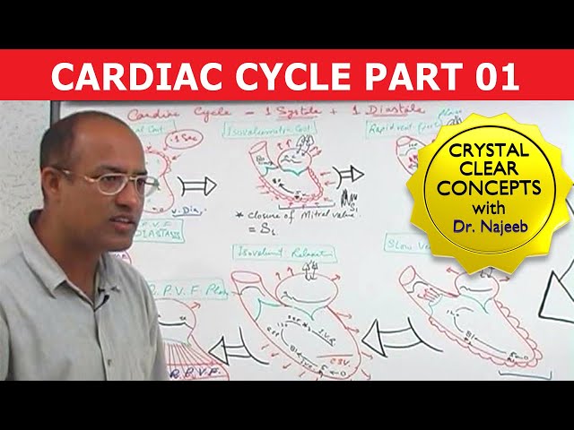 Cardiac Cycle - Systole and Diastole