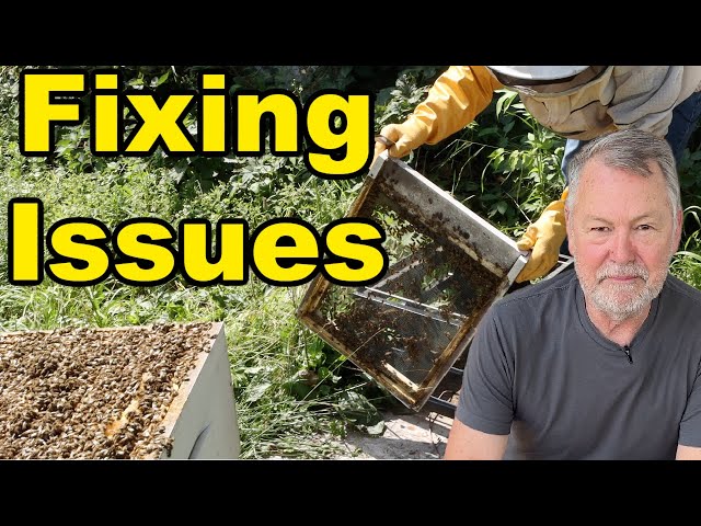 Beekeeping - How to Solve Those Really Tough Issues