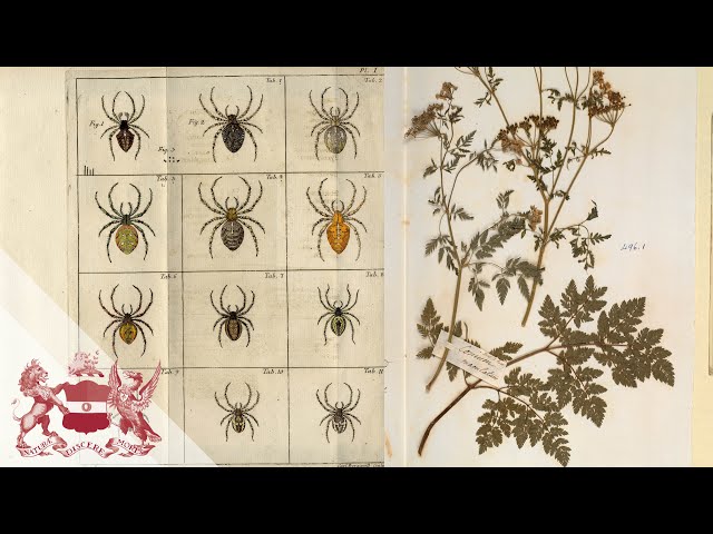 From 15th Century to Today: How to Find Treasures in Linnean Collections