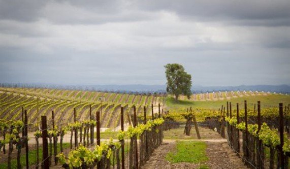 Wines of Paso Robles & The Rest of San Luis Obispo (Live Online)