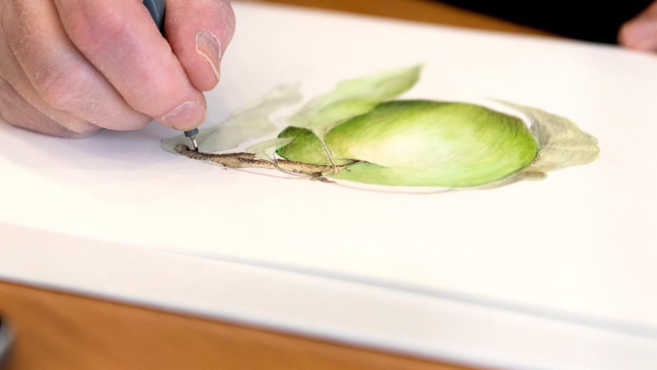 Holiday Botanical Art in Colored Pencil (Live Online)
