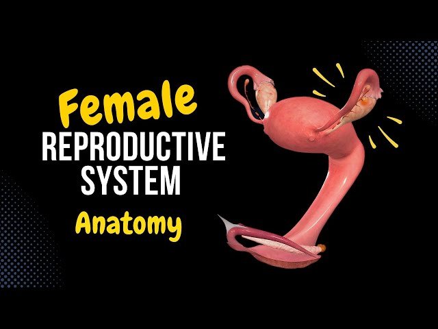 Reproductive System Anatomy - Male and Female