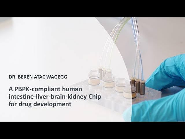 PBPK-Compliant Human Intestine-Liver-Brain-Kidney Chip for Drug Development