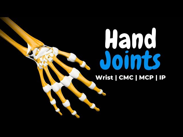 Wrist and Hand Joints - Radiocarpal, Intercarpal, CMC, MCP and IP Anatomy