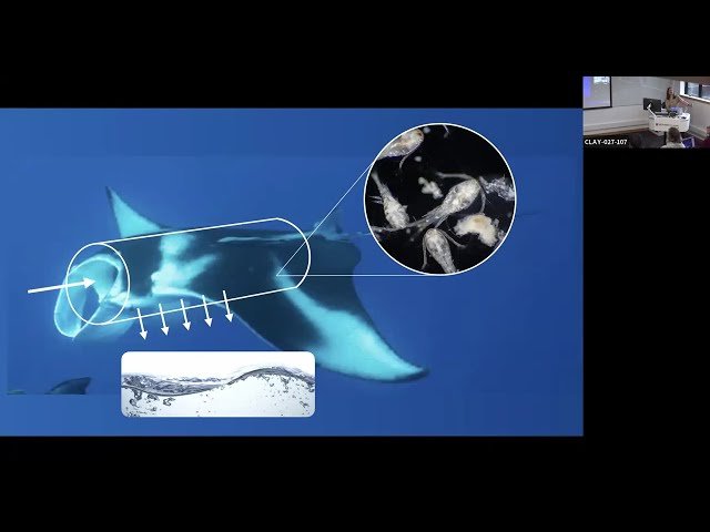 Fluid Mechanics and Filtration Inspired by the Manta Ray
