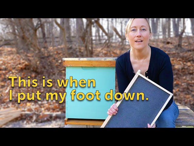 Foundationless Beekeeping - How-to, Benefits, Downsides and Why to Do It