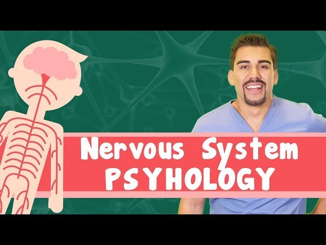 Nervous System - PNS vs CNS