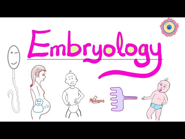 Introduction to Medical Human Embryology - From Fertilization to Development