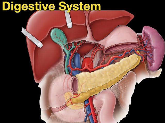 Digestive System - Anatomy and Physiology
