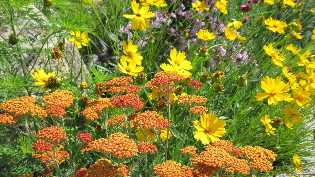 Perennial Bed Design for Sun (Live Online)
