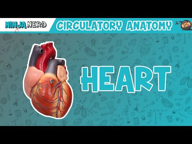 The Circulatory System