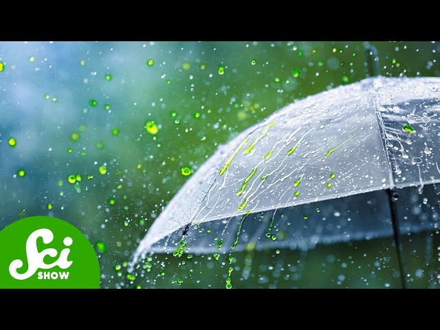 Why Don't We Talk About Acid Rain Anymore? - The Environmental Success Story