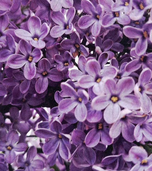 Lilac Accord Nosedive (Live Online)