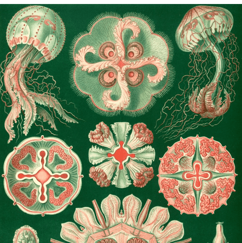 Schelling: Nature, Philosophy, and Existence (Live Online)