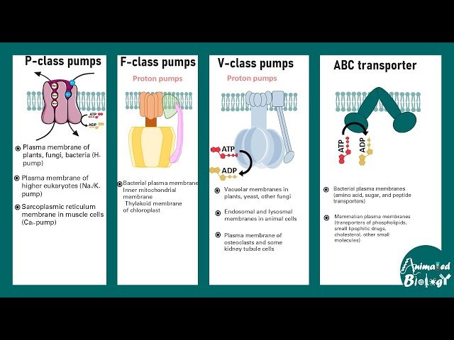 Types of ATPase - F-type, V-type, P-type and ABC Transporters - Functions and Classification Simplified