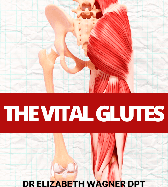 Understanding the Vital Glutes