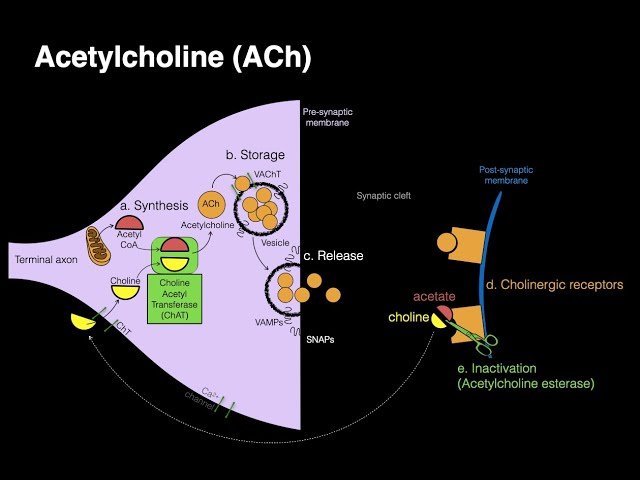 Autonomic Physiology - Neurotransmitters and Receptors