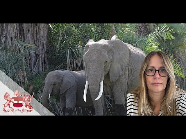 Studying Elephant Intelligence