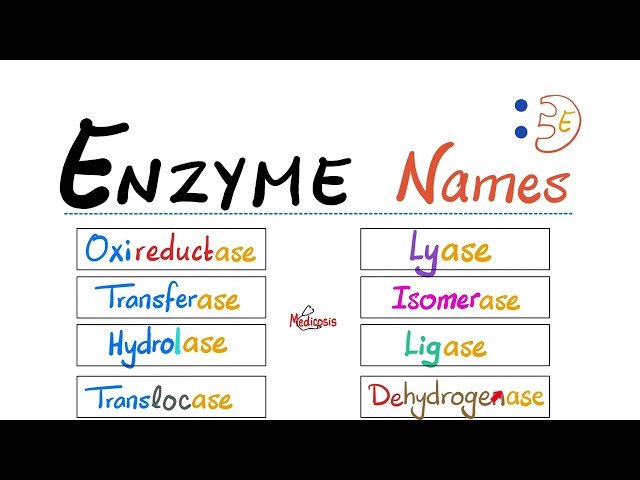 Enzyme Names and Classes - What Do They Mean? Enzyme Classifications, Names and Types