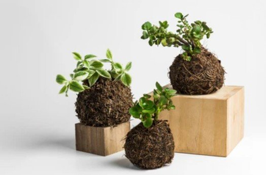 Virtual Kokedama Workshop (Kit Included) (Team Building)