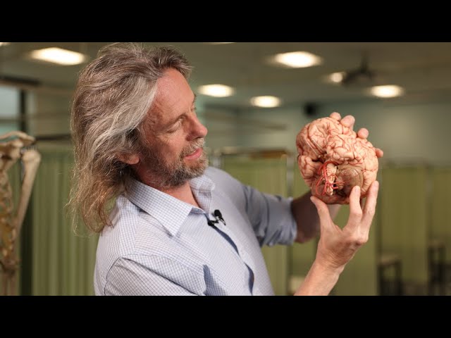 Cerebellum Anatomy - Understanding the Structure and Function