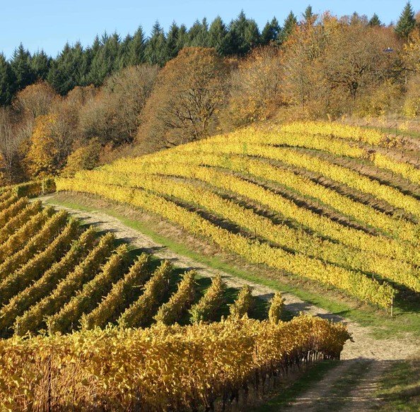 Wines of Willamette Valley Oregon (Live Online)