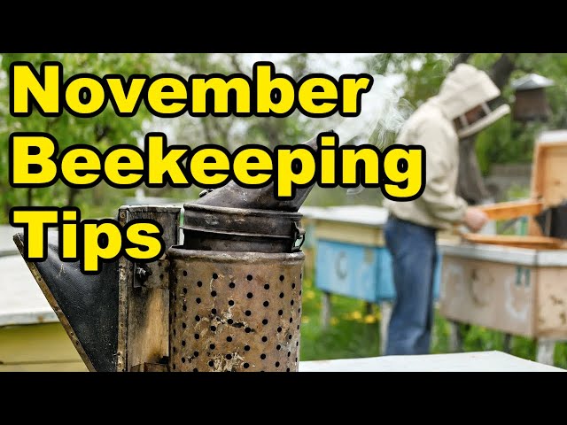 Beekeeping Tips For November