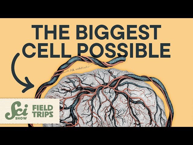 You Had a Cell That Was Larger Than a Bedsheet - Exploring the Human Body's Largest Cell