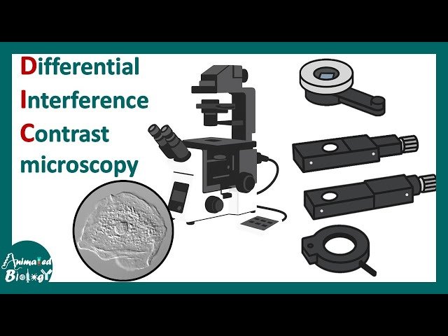 Differential Interference Contrast Microscopy - Working Principle and Application
