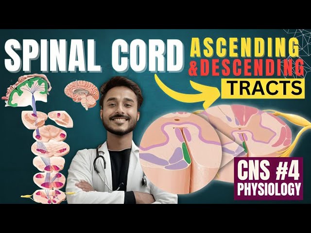 Ascending and Descending Tracts of Spinal Cord Physiology - CNS Physiology