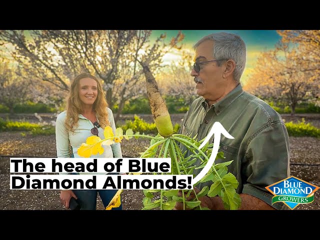 The Future of Almond Pollination and Bees