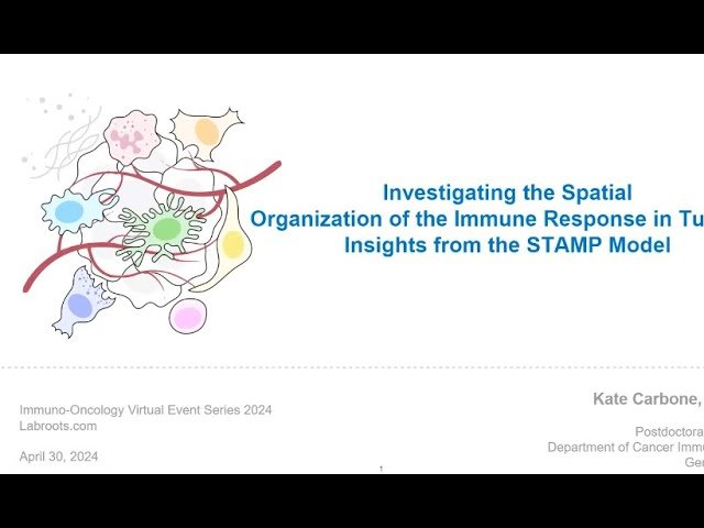 Investigating the Spatial Organization of the Immune Response in Tumors - Insights from the STAMP Model