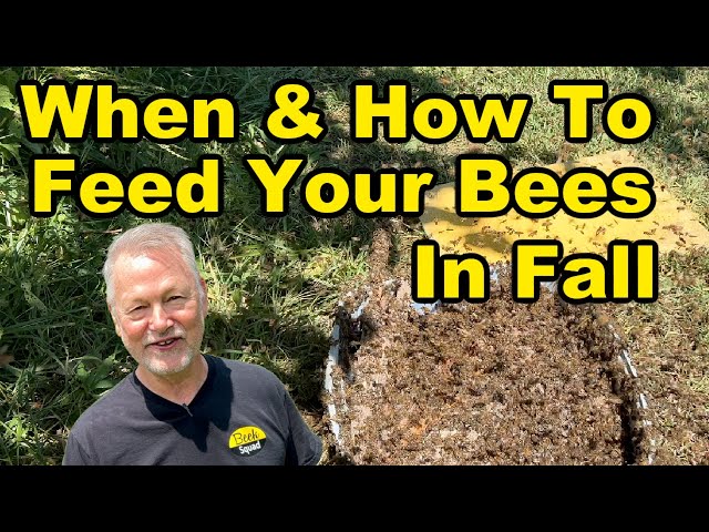 Beekeeping - What, When and How to Feed Your Bees - Don't Do It the Wrong Way!