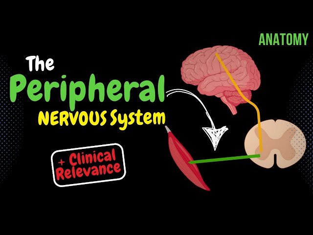 Peripheral Nervous System - Nerves and Plexuses Anatomy