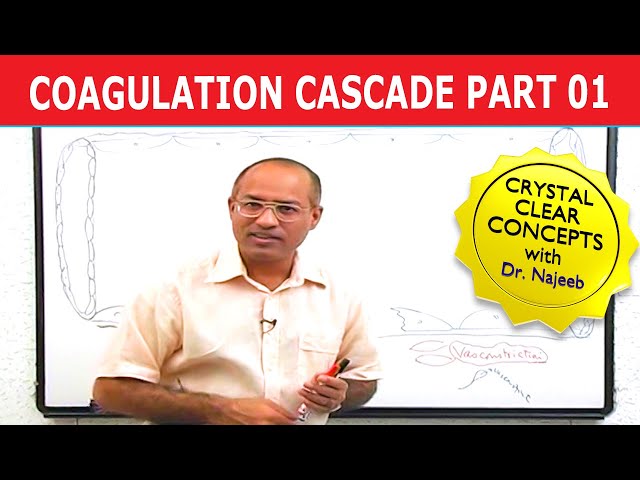 Coagulation Cascade - RBC and Platelets - Blood Physiology