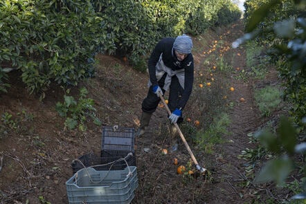 Understanding Food Loss